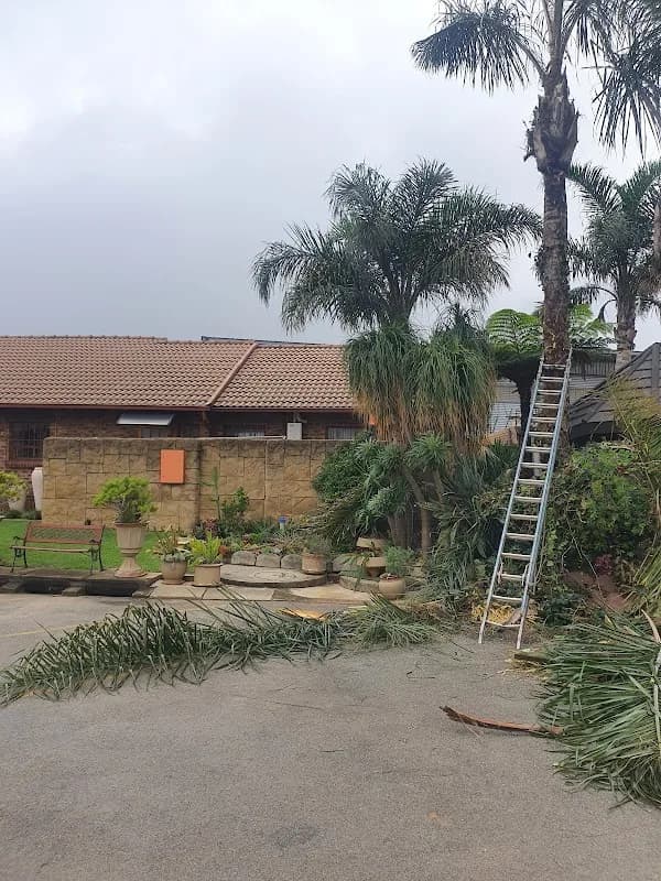 Tree felling Edenvale in Edenvale