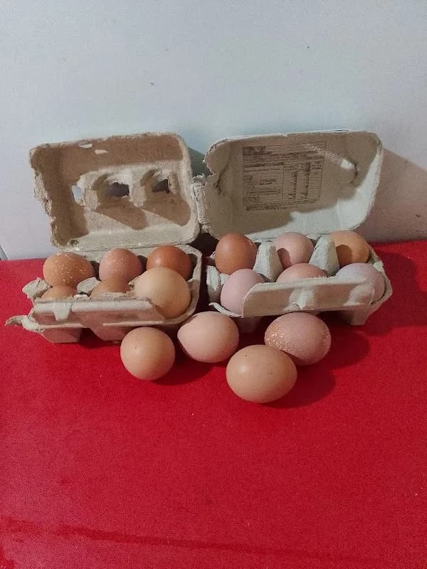 🐓SENOANECHICKEN🐓 in Soweto