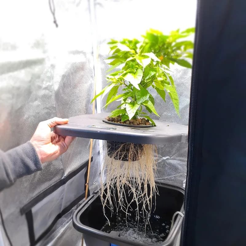 The Green Grow Room in Paulshof