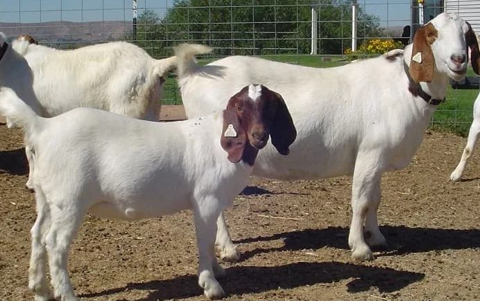 Pioneer Livestock Farmers in Industrial Area