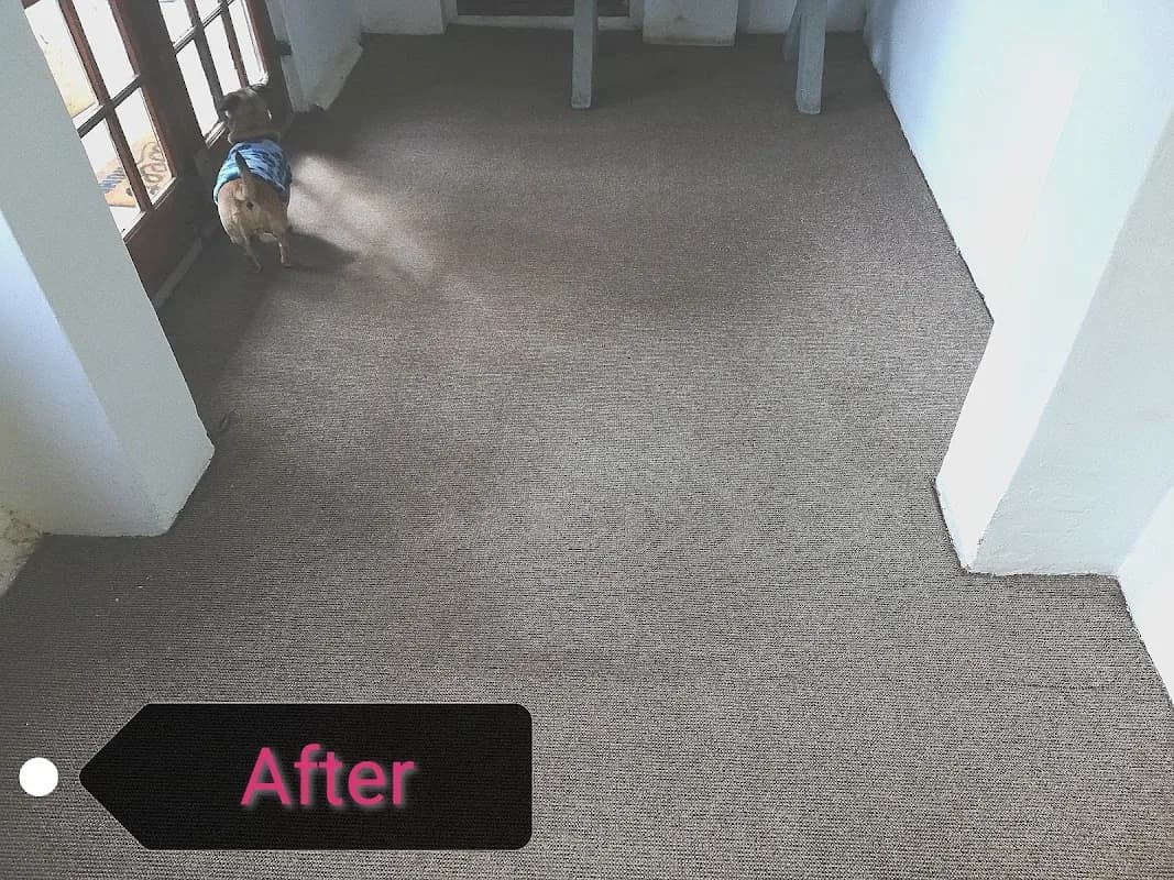 Pinky And The Stain Professional Cleaners in Gqeberha CBD