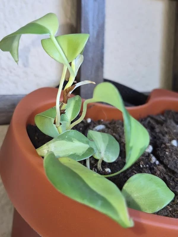 Aquatic Plants SA - Aquarium / Terrarium / Carnivorous / pond plants in The Moot