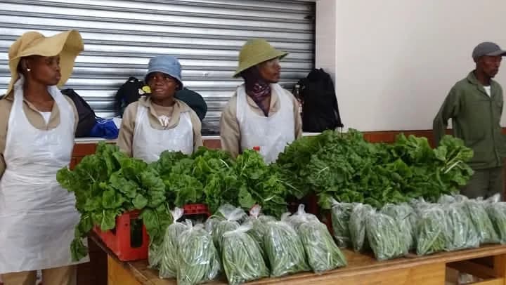 Msc Agriculture trading under Ms Construction and Projects in Tshiame