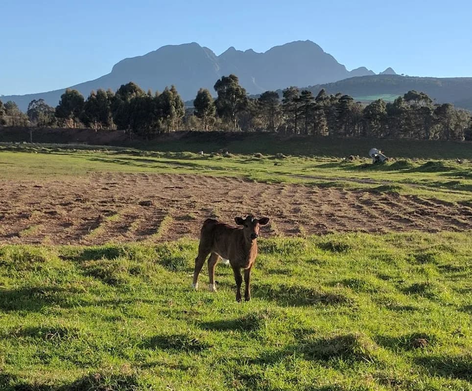 Broadlands Farm in Gordon's Bay