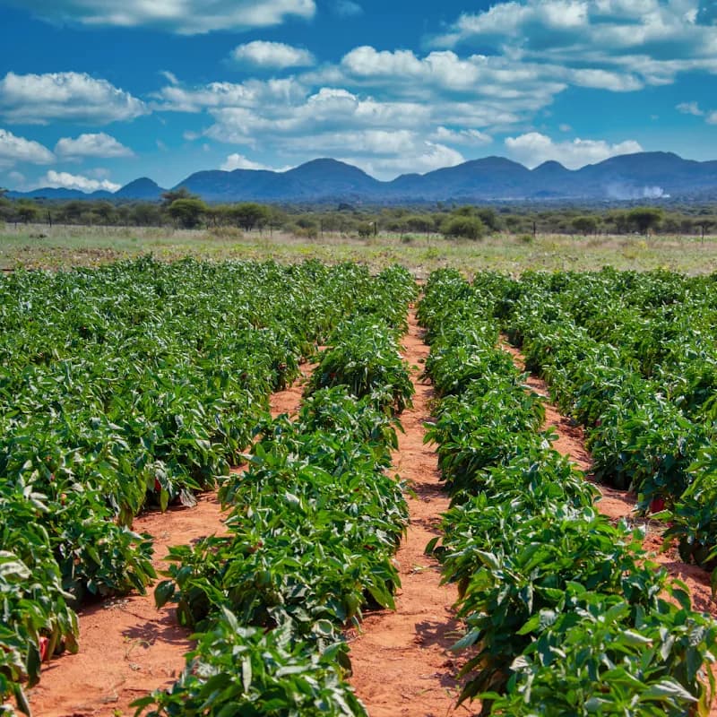 Crop Supplies SA - Greenhousing and Horticultural Supplies in West Rand