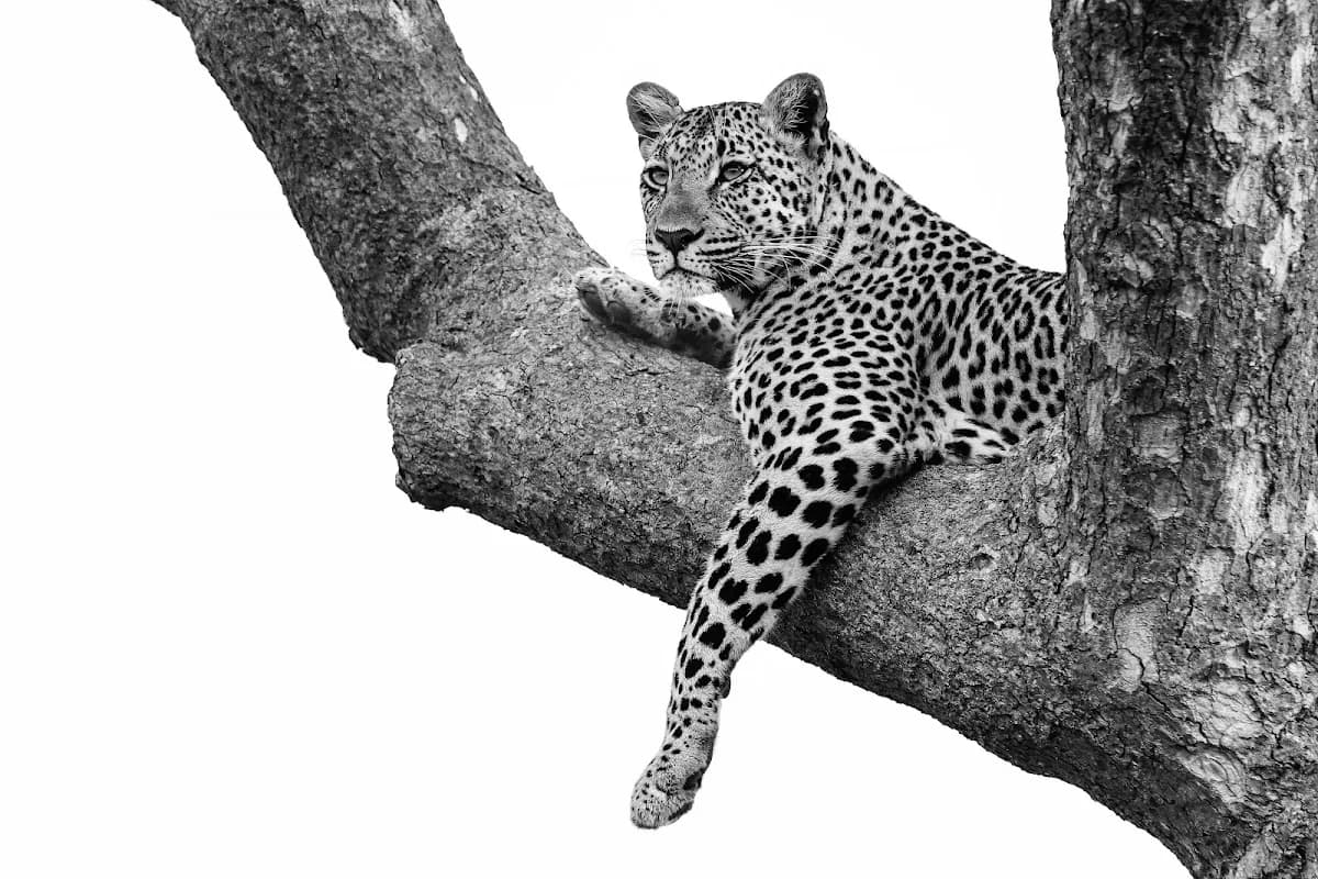 Vomba Africa Travel in Hazyview
