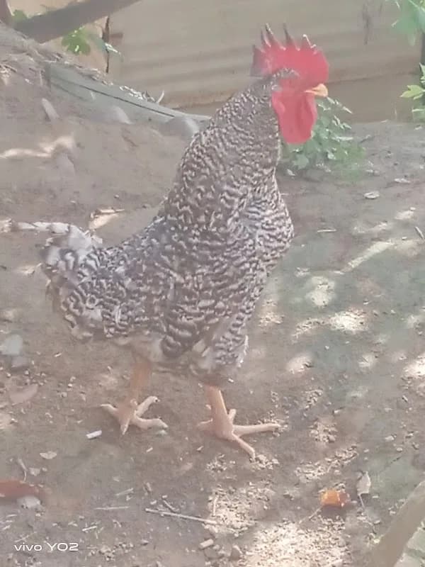 Red Poultry Farm in Umlazi