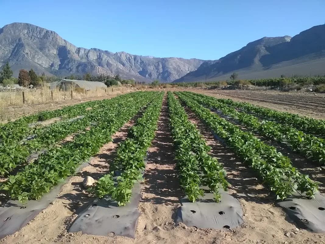 Lushof Farm Pty Ltd in Worcester CBD