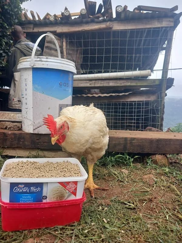 Hilltop Poultry in New Germany