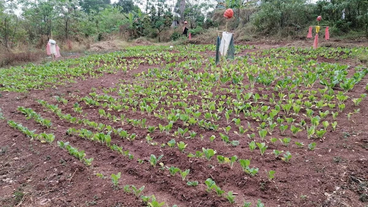 Bafana's Agribusiness in White River