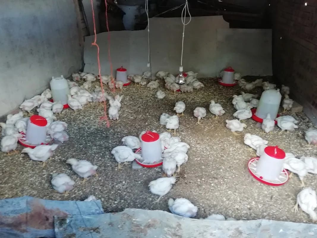 Metja Poultry (Chicken Farm) in Seshego