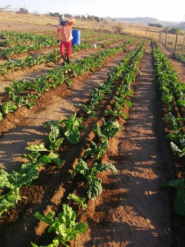 Amagalelo Primary Farming Coorperative LDT. in Northdale