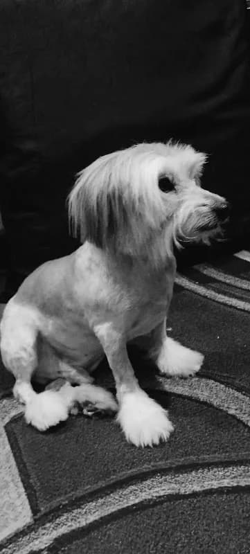 Stoute Brakkie Doggy Parlour in Wonderboom