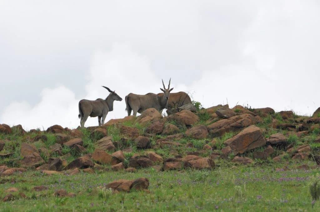 Rooipoort Game Ranch in Waterkloof Ridge