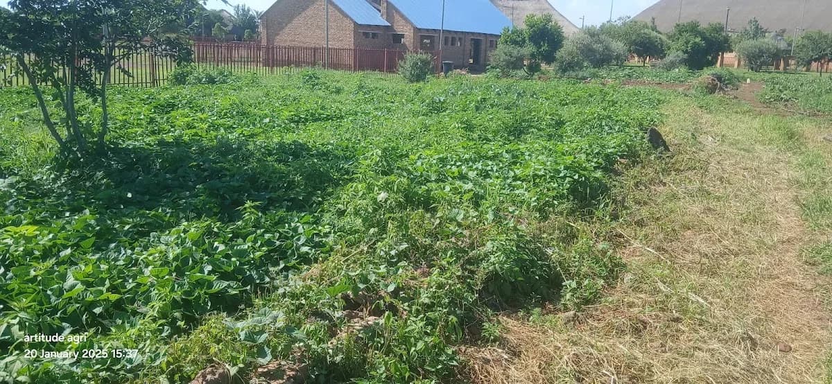 Artitude agri in Pimville