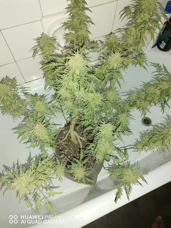 Cannavero cannabis seed bank in Polokwane CBD