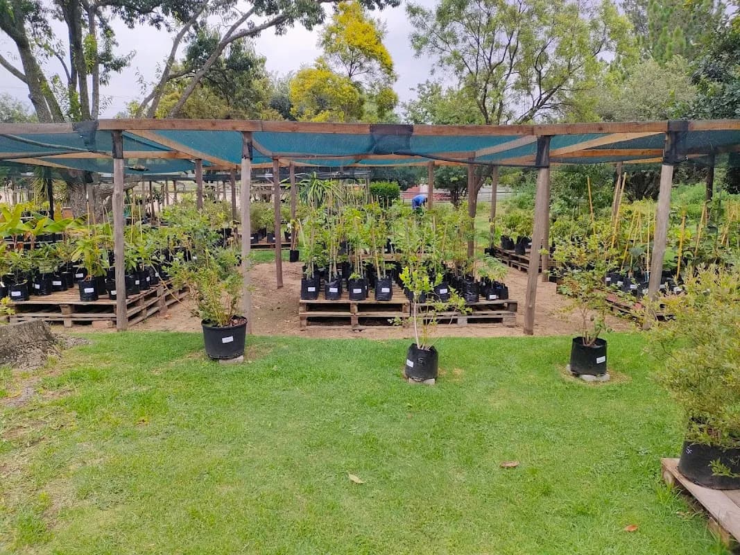 Just Berry Plants in Kyalami