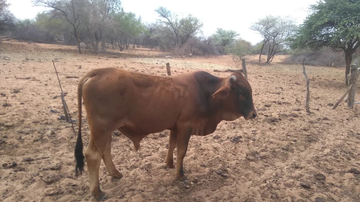 Mabulskop Game Ranch in Lephalale CBD