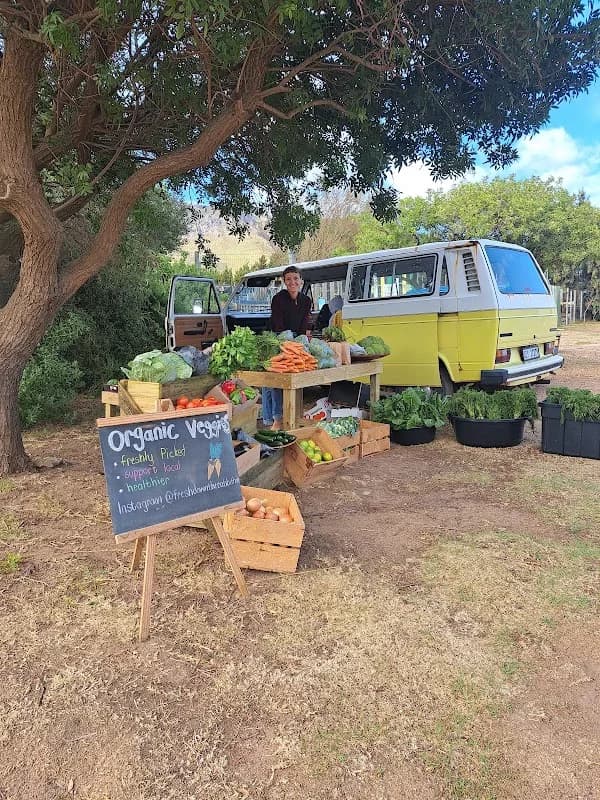 Fresh Down the Rabbit Hole in Gordon's Bay