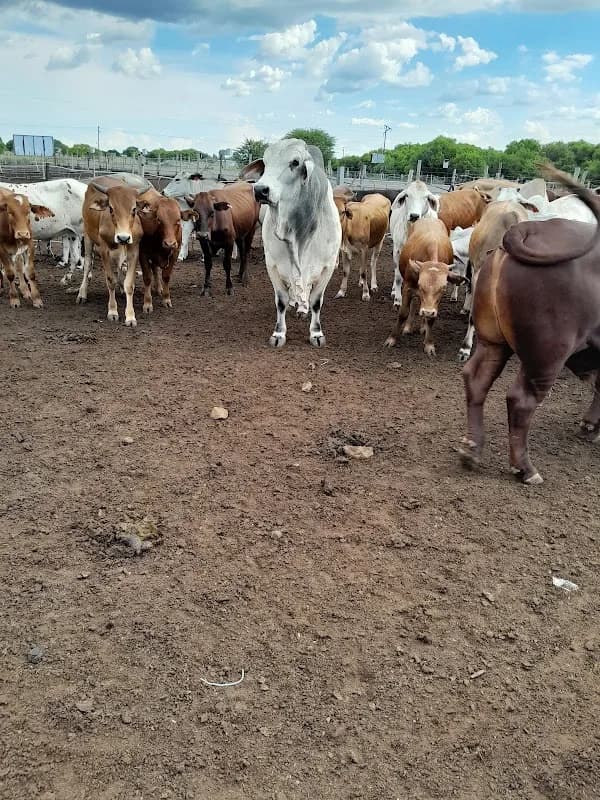 Ntolodi Agri Tech in Mmabatho