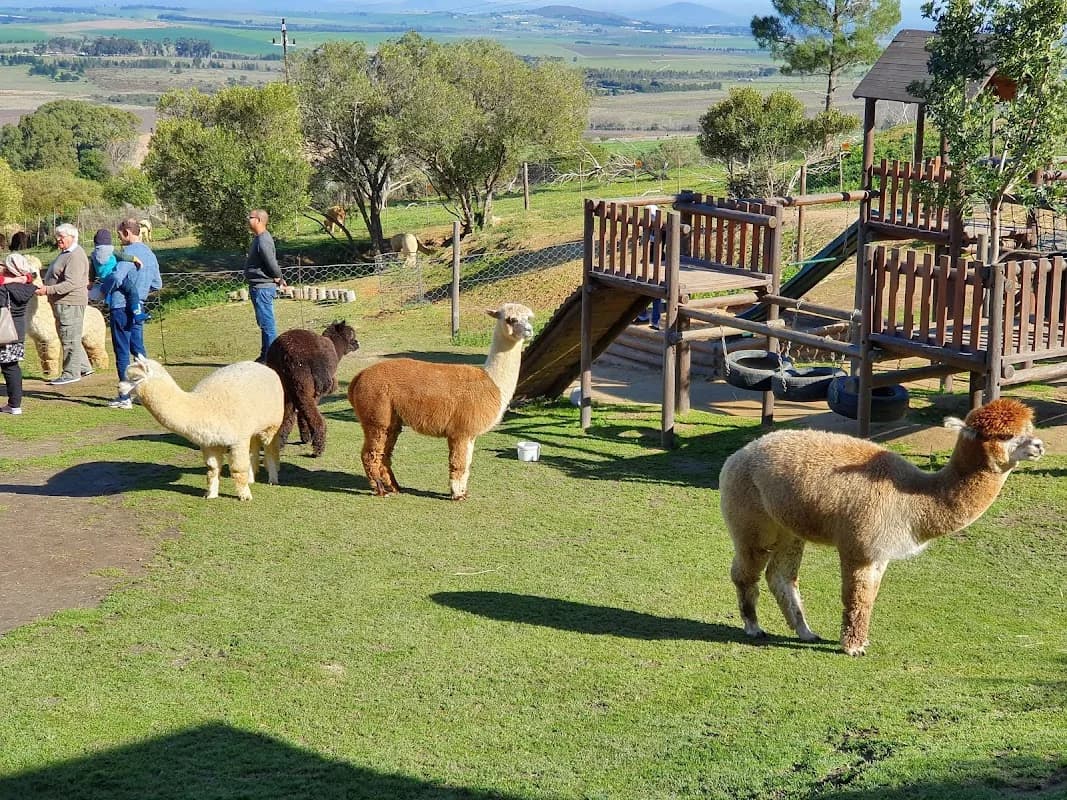The Alpaca Loom Coffee Shop and Weaving Studio in Paarl CBD