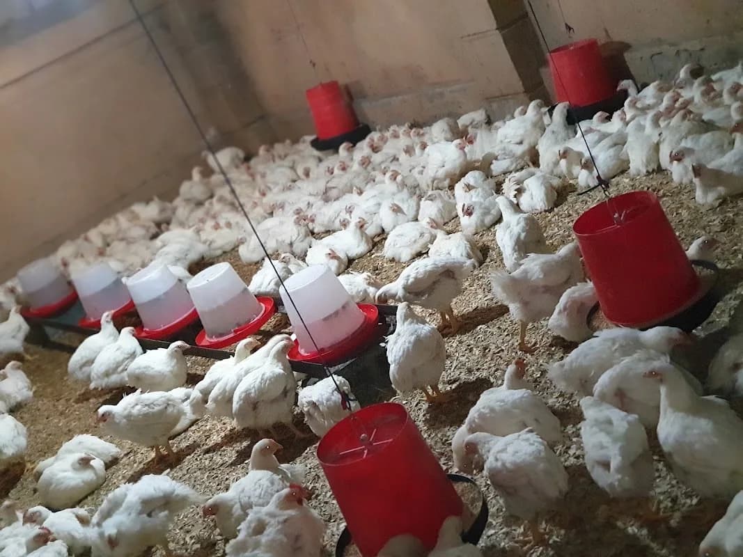 TR Poultry in Osizweni