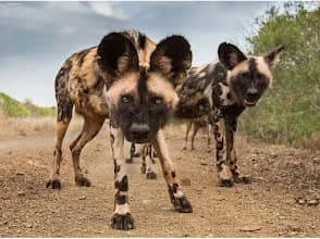 Wild Dog Strategies in Alexandra