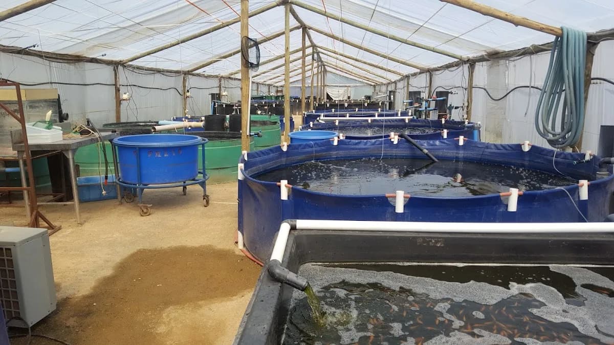 Rydawi Fish Farms in Alexandra