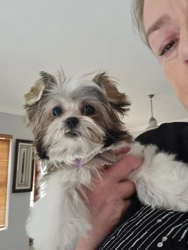 Nail to Tail Pet Spa in Somerset West CBD