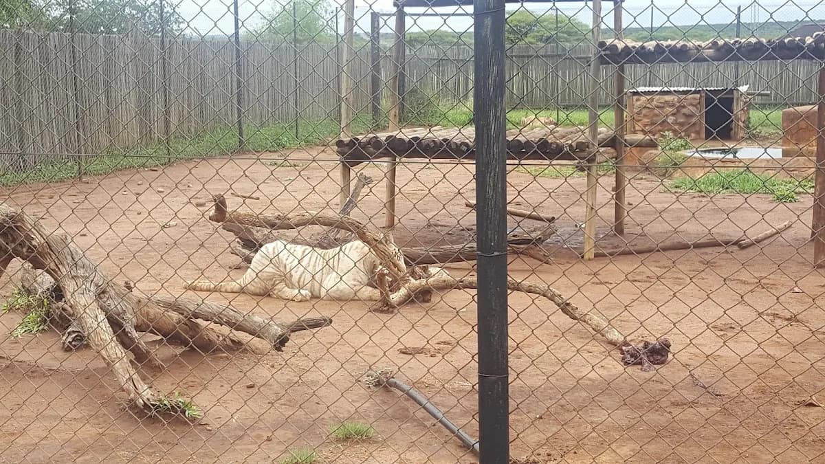 Animal world in Safari Extension