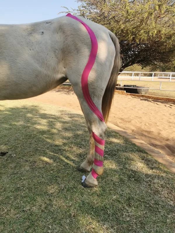 Equestrian Excellence Global (MIR Equine Therapies) in Esther Park