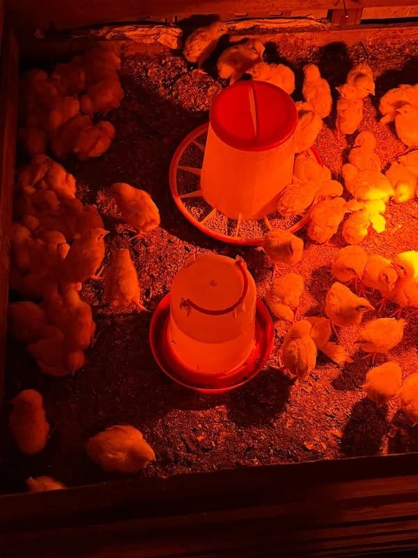 Naleni poultry services in Umlazi