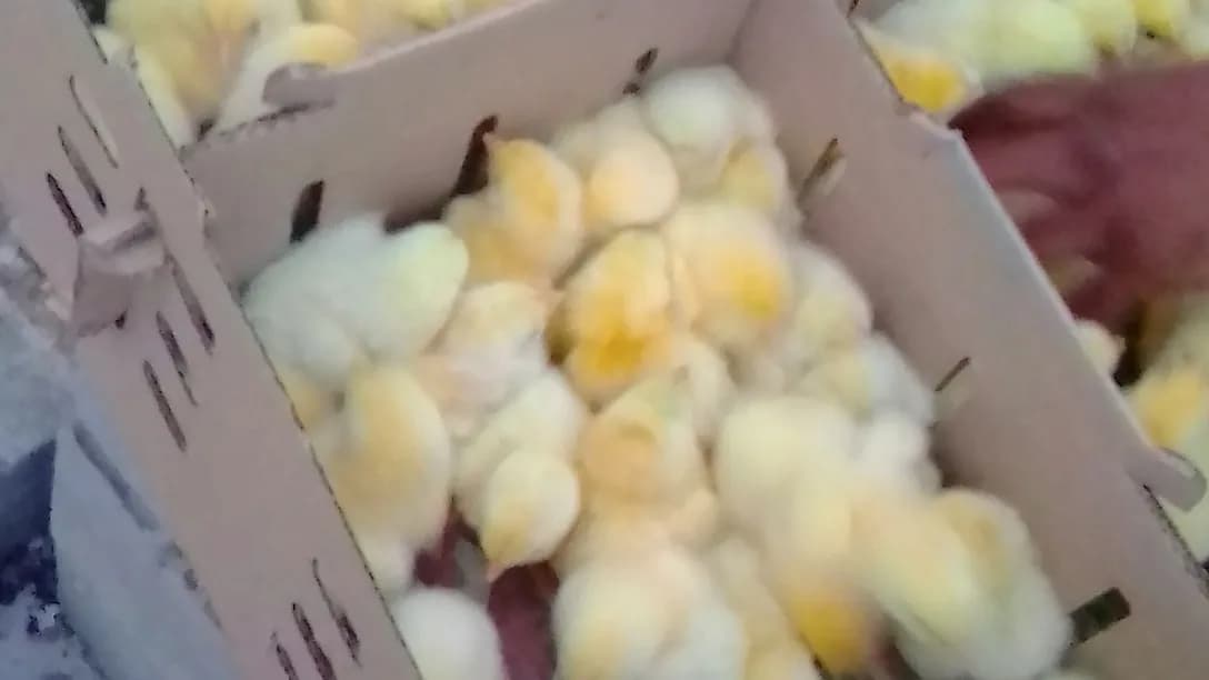 NKANENKULU Poultry in Chatsworth