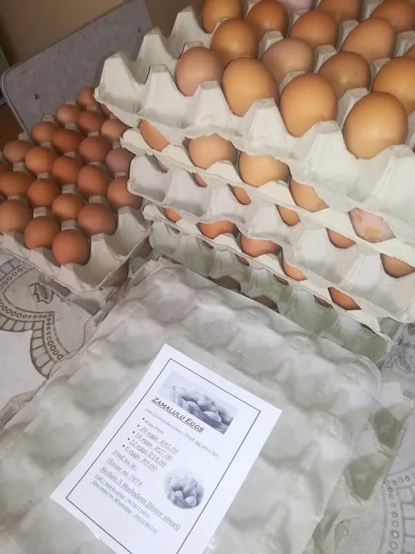 Zamalulu Poultry Co. in Madadeni