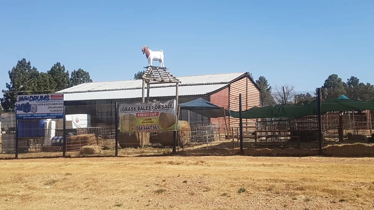 Motas livestock in Kempton Park