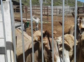 SPCA Uitenhage in Uitenhage CBD