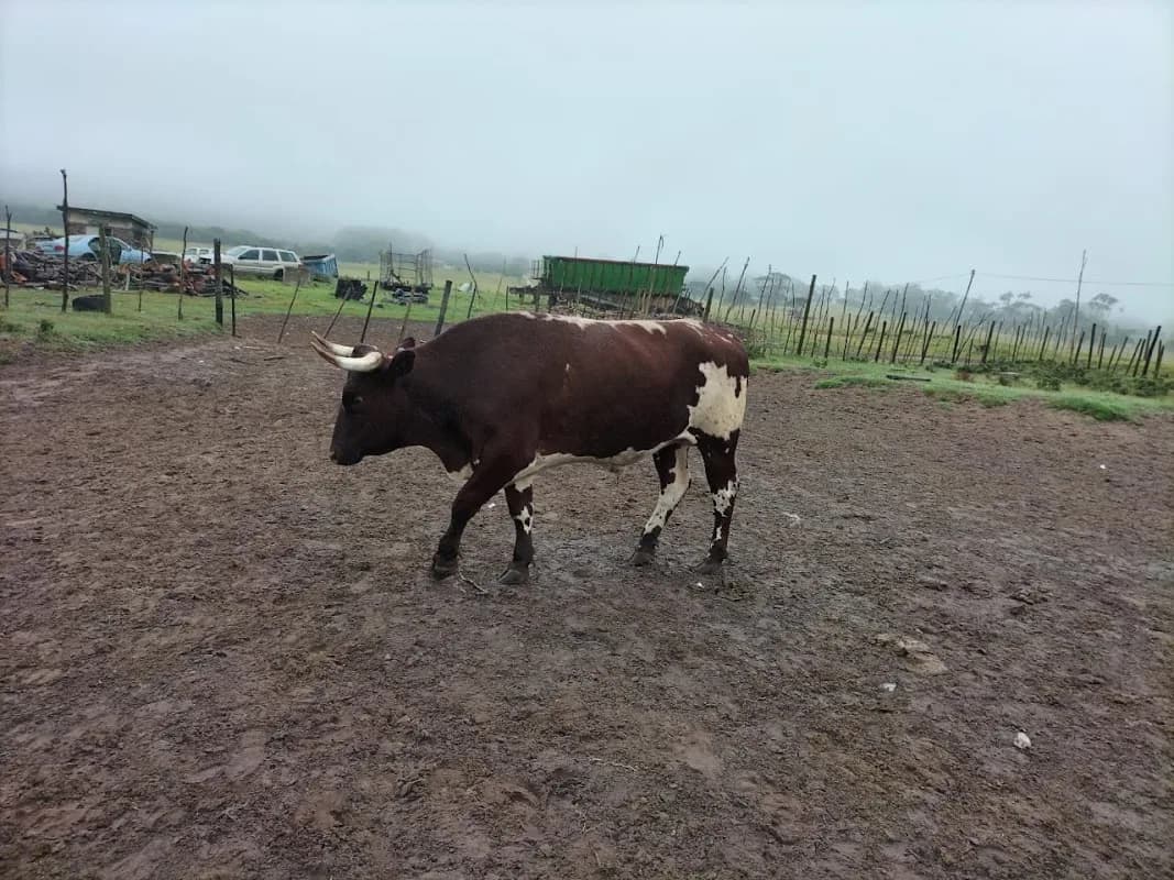 Lakeside Farm Livestock in Gqeberha CBD