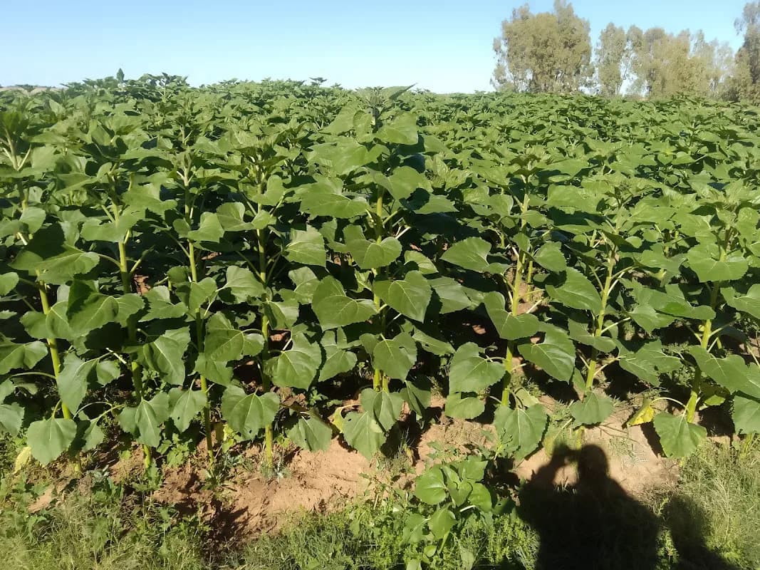 Agri Seed Capital in Kempton Park