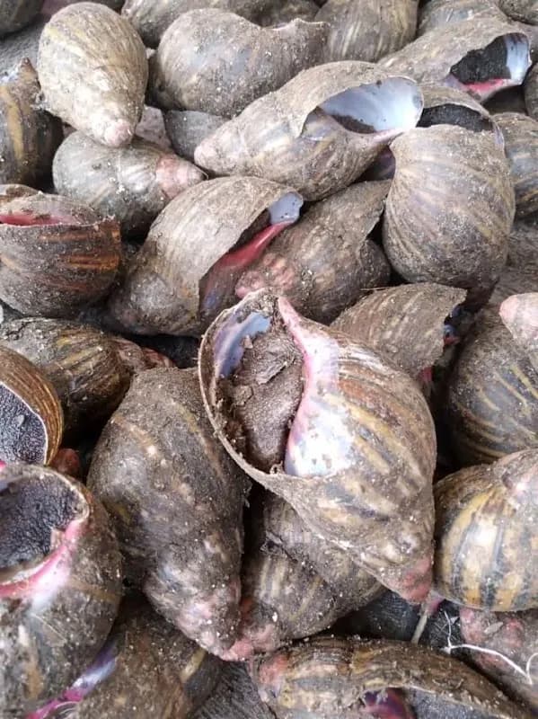 Ellycious Snail Farm in Chika