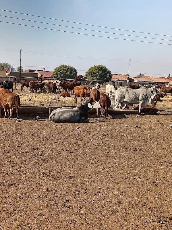 Mosel Livestock in Soweto