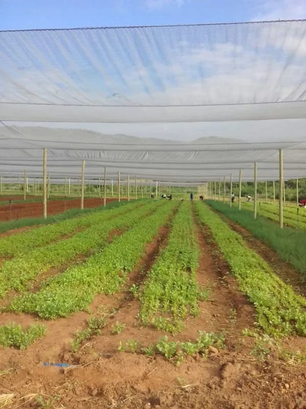 Green House And Net Solution in Northcliff