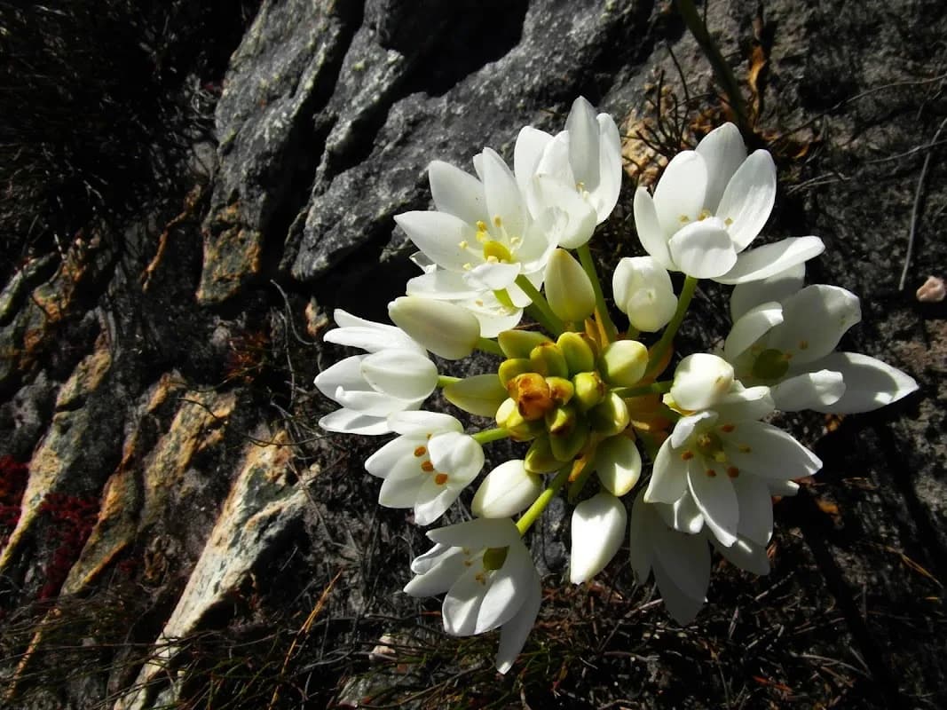 Mont Rochelle Nature Reserve in Franschhoek