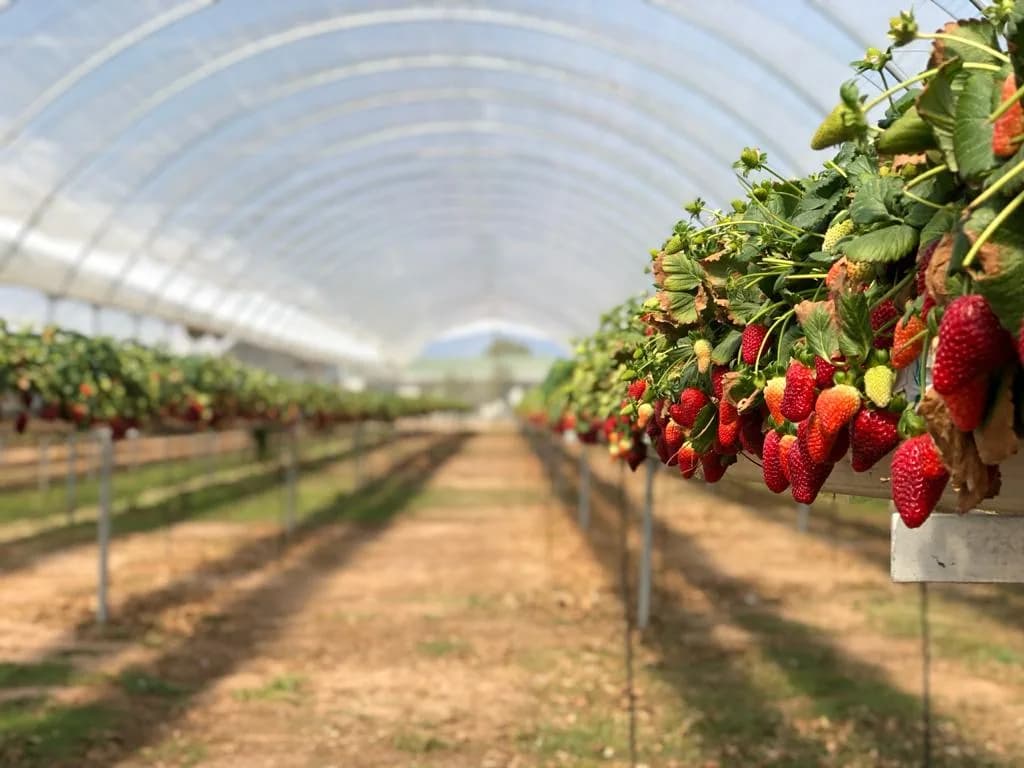 Karma / Emery Soft Fruit Farm in George South