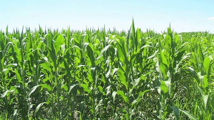 Htsfarms - Agricultural online store, Agricultural Company in Nigeria in Central Business District