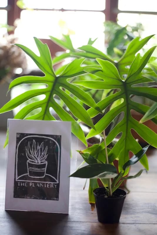 The Plantery in Walmer