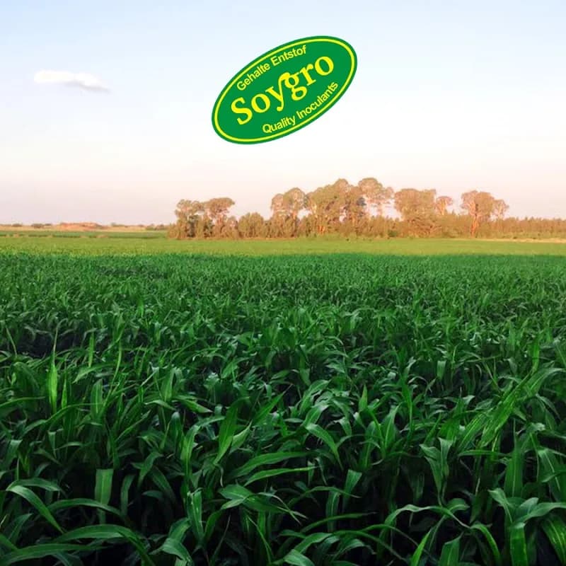 Soygro Potchefstroom in Potchefstroom CBD