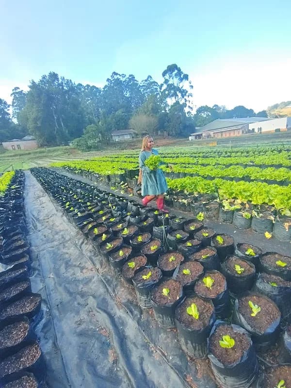 Qhantu Farms in Phoenix