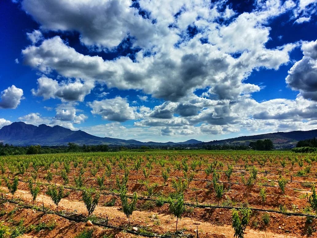 Salomonsvlei Farm in Paarl CBD