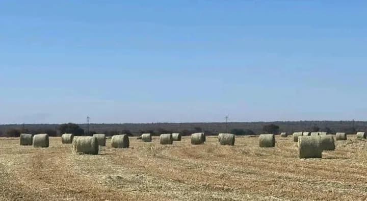 P H Theron Farming in Garsfontein