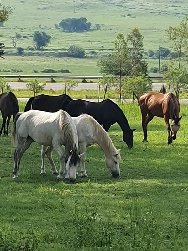 Autumn Leaves Farm - Home of EAPISA in Alexandra